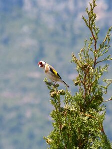 Cypress cadernera carduelis carduelis photo