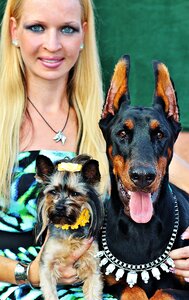 Yorkie doberman love photo