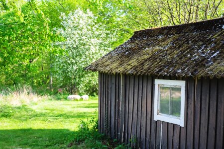 Window grass roof photo