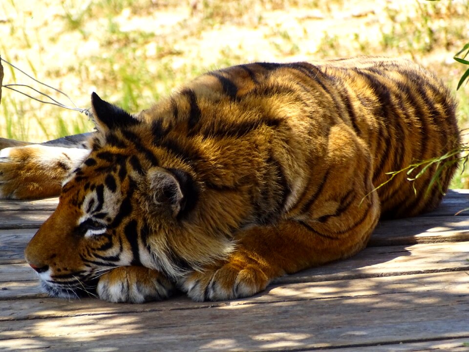 Tiger animal wild animals