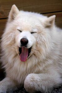 Samoyed yawning yawn