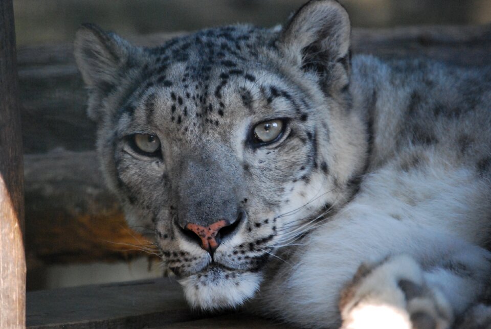 Big cat attention regardless of whether the
