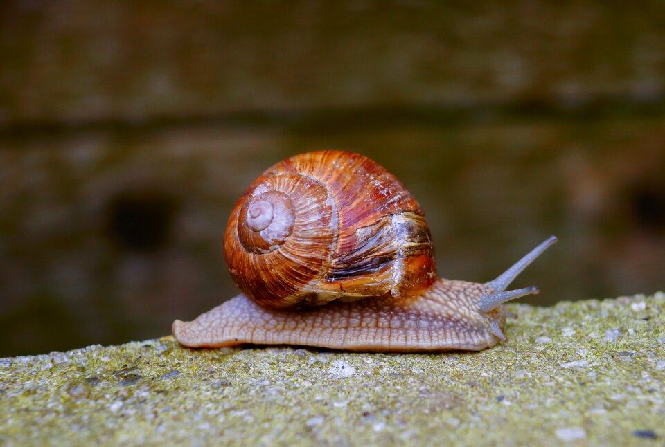 Spiral mollusk nature