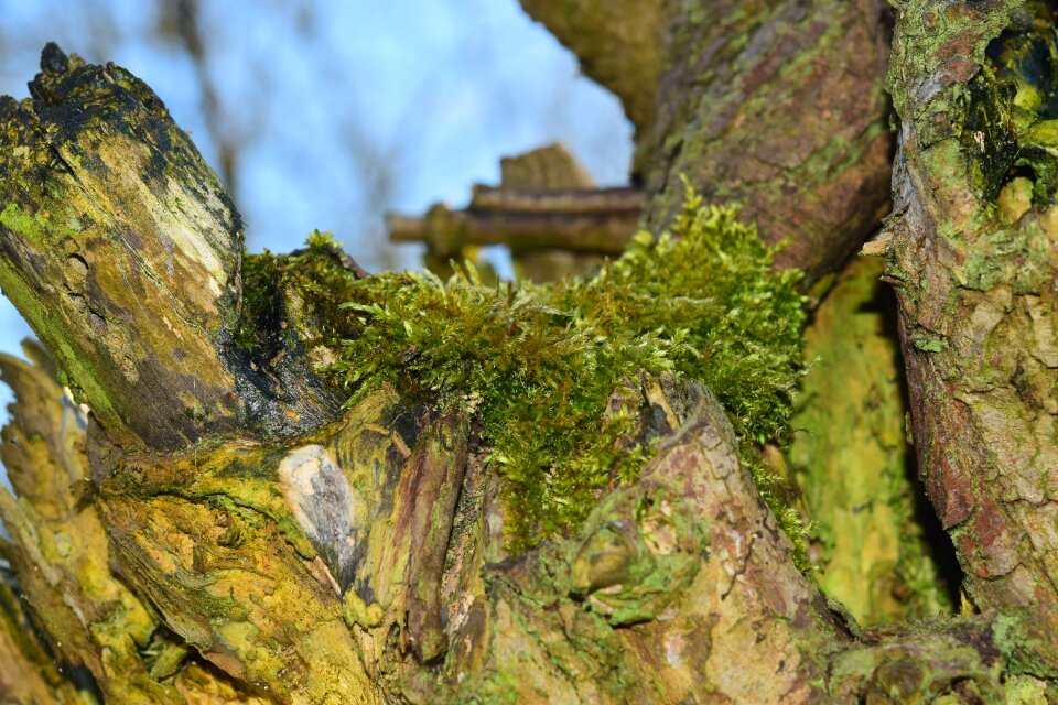Bark fouling log