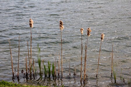 Reed bank idyllic