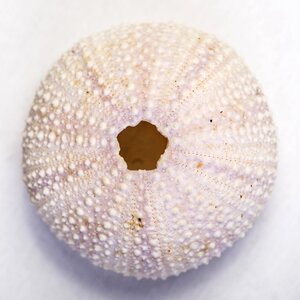Sea ocean urchin photo