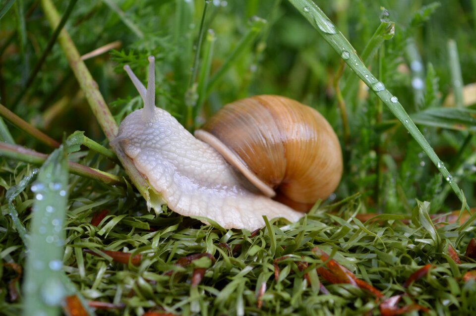 Mollusk nature drops