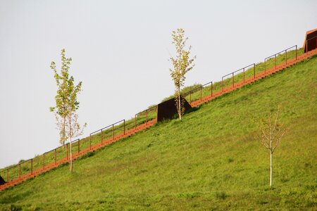 Nature green tree