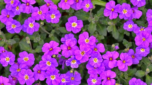 Spring flower nature purple spring flower