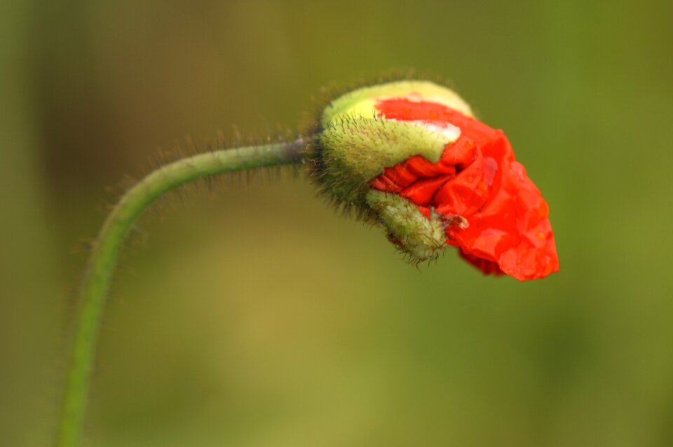 Bud mohngewaechs macro photo