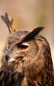 Tawny owl nocturnal falconry photo