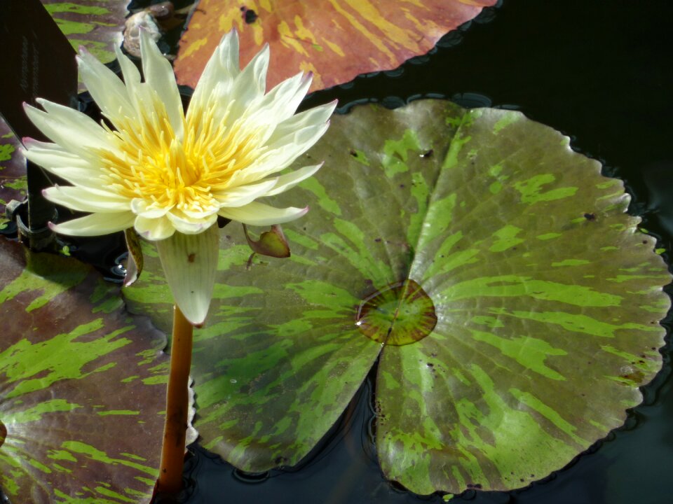 White lake flower