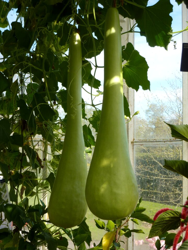 Long climber vine
