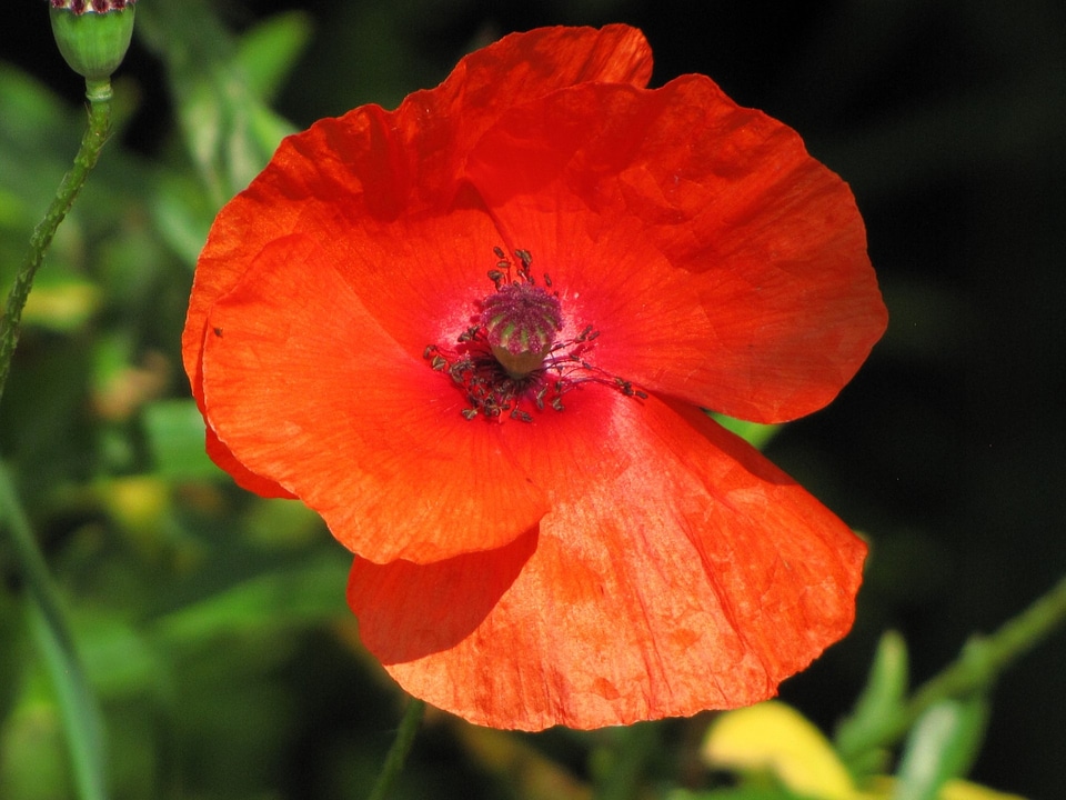Floral plant color