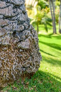 Close up section palm tree root