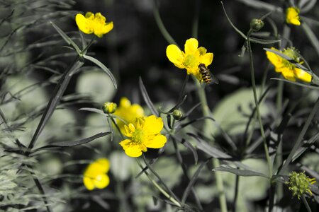 Fly bee the nature of the