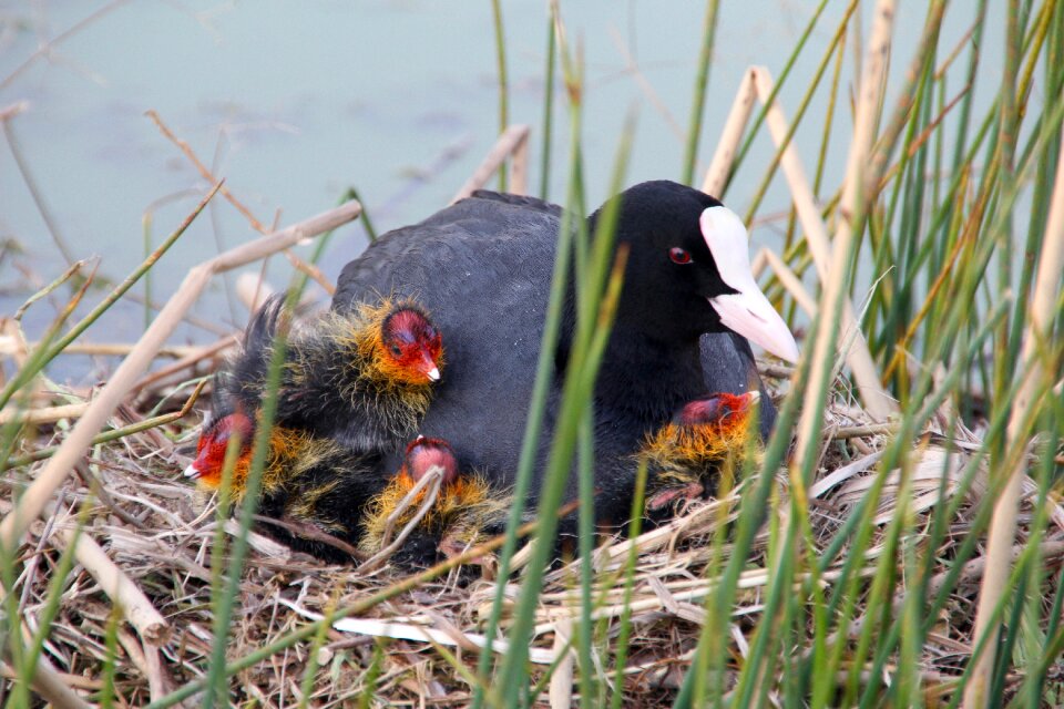Bird nature young birds