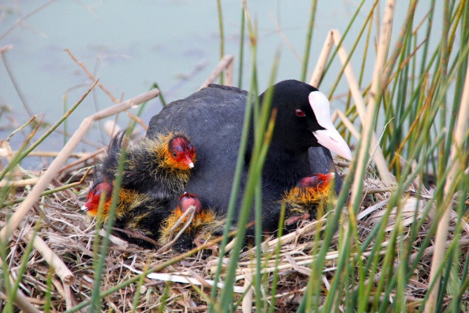 Bird nature young birds photo