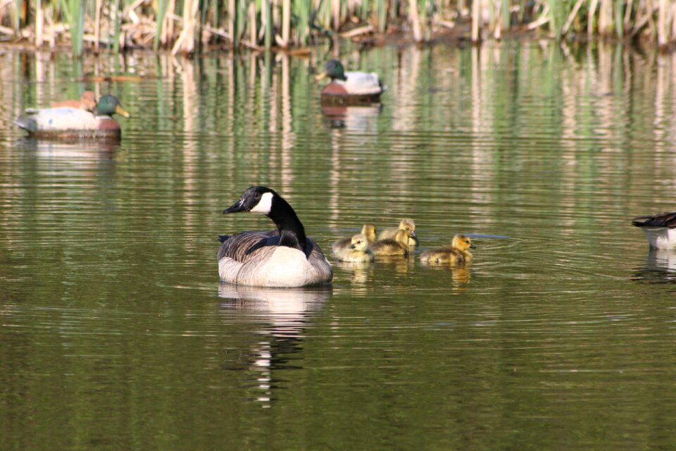 Canada geese geese goslings