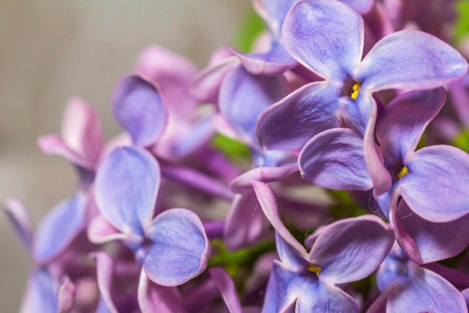 Purple violet bloom photo