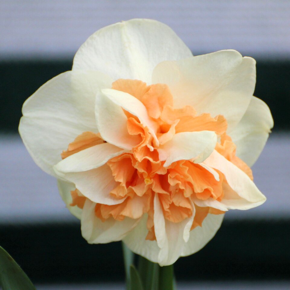 Blossom bloom yellow