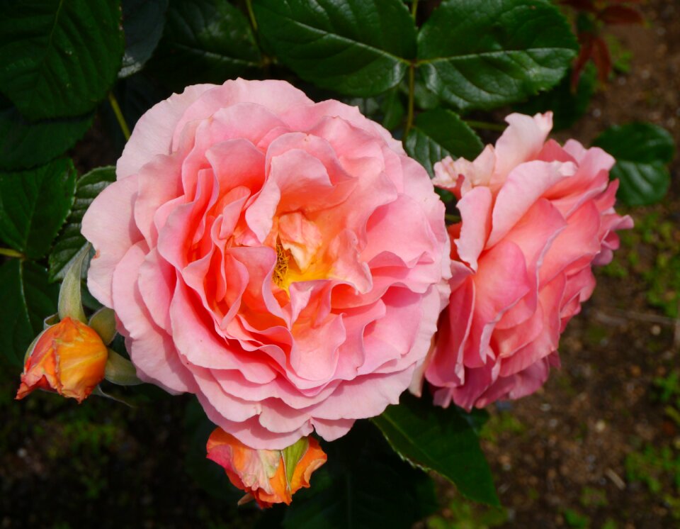 Orange salmon pink pink