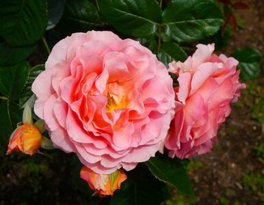 Orange salmon pink pink