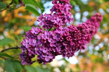 Tree violet blossom