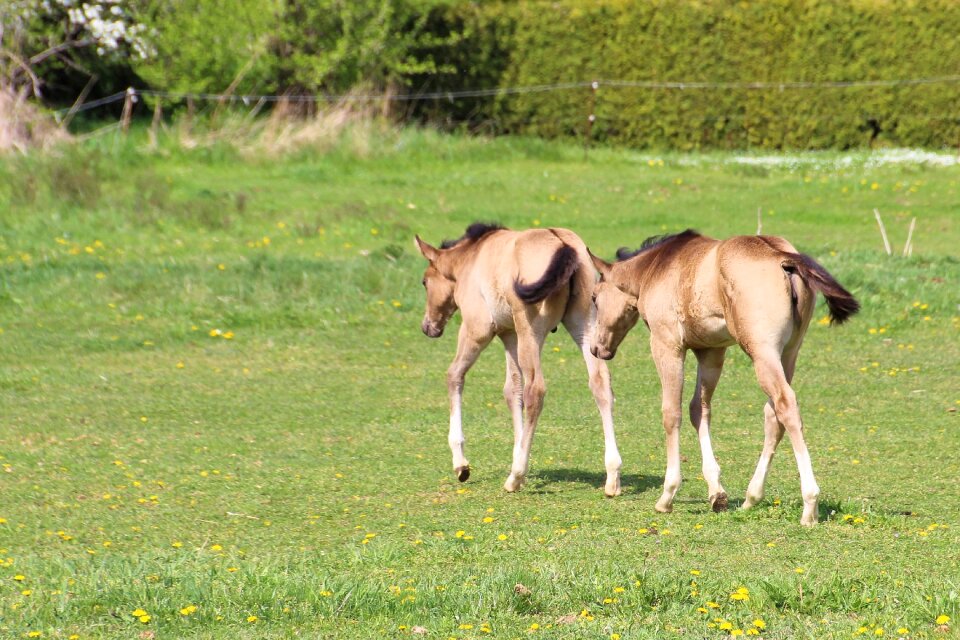 Meadow pasture cute
