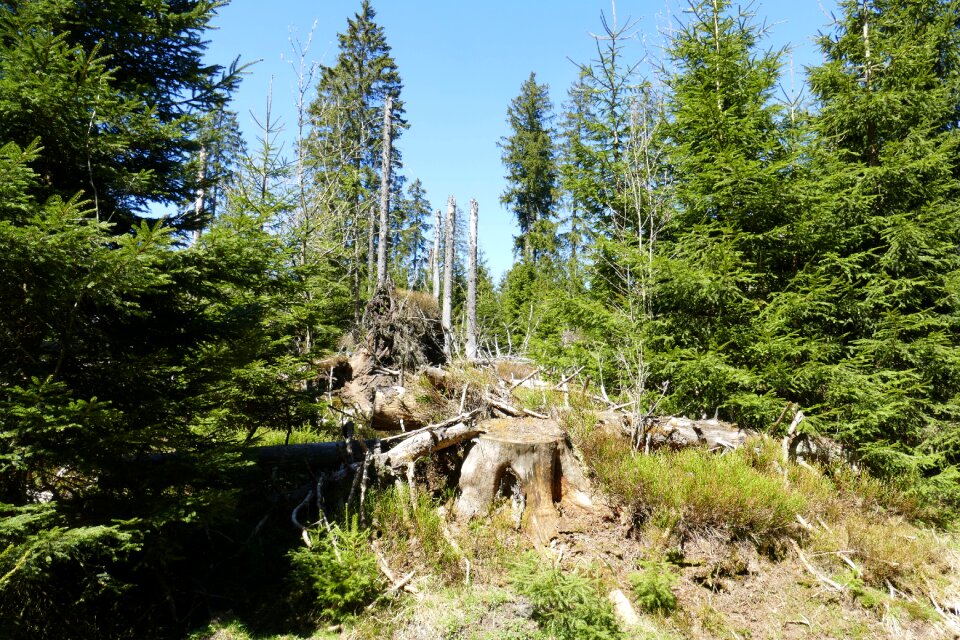 Nature trees moss