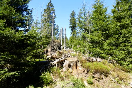 Nature trees moss