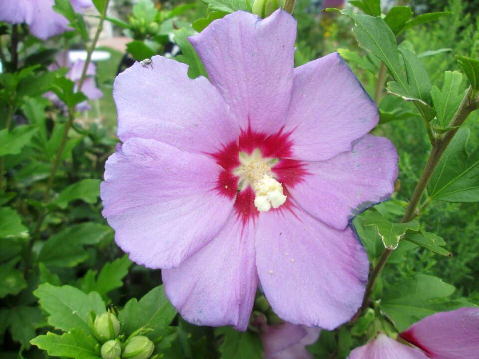 Rose plant pink