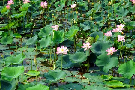 Pond bloom blossom