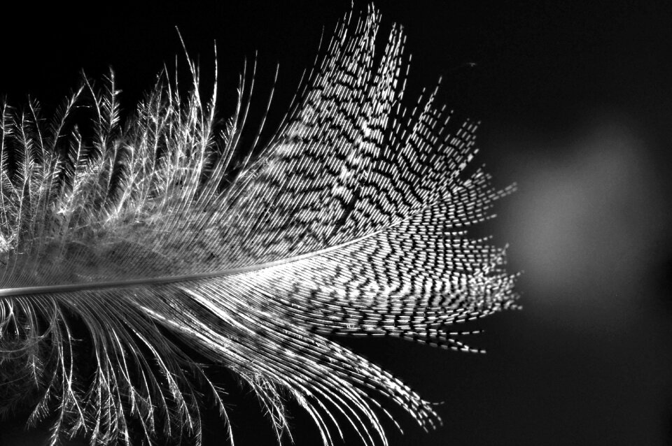 Animal flying contrast