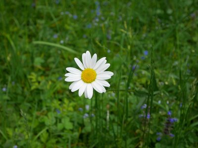 Green dog daisy