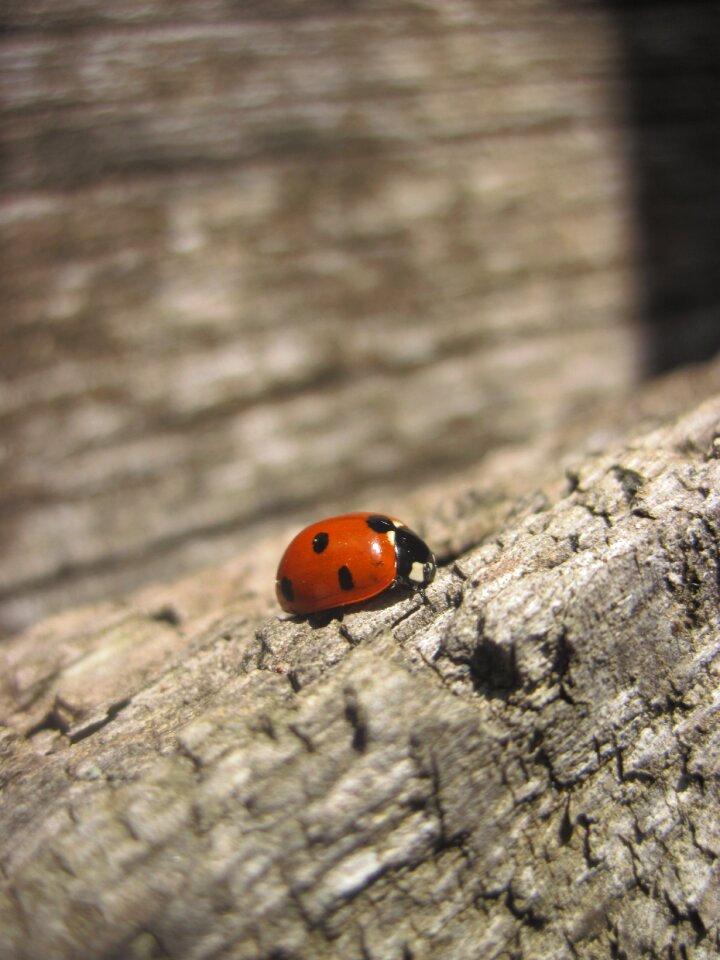 Points lucky charm beetle