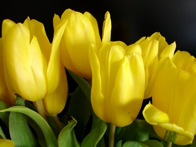 Tulip spring
