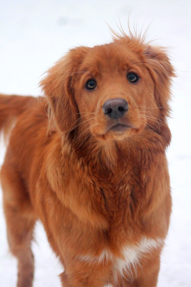 Tollare beautiful adorable