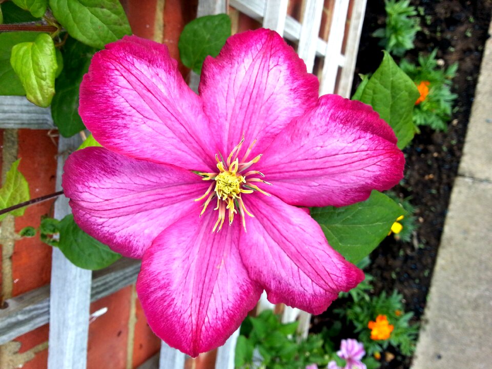 Flora flowering plant photo