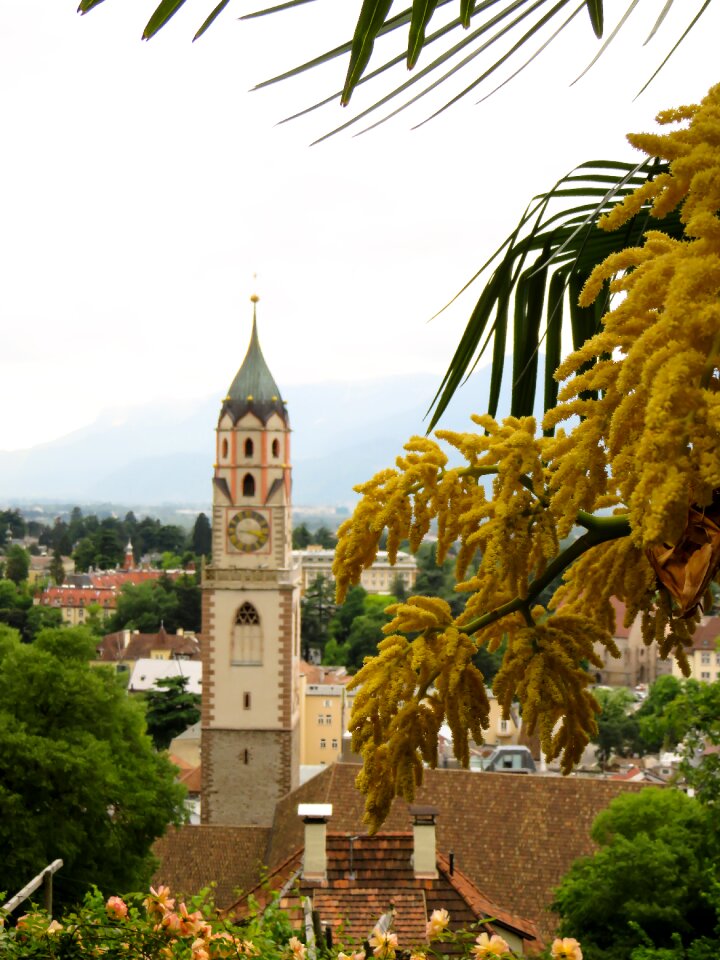 Meran palm bloom