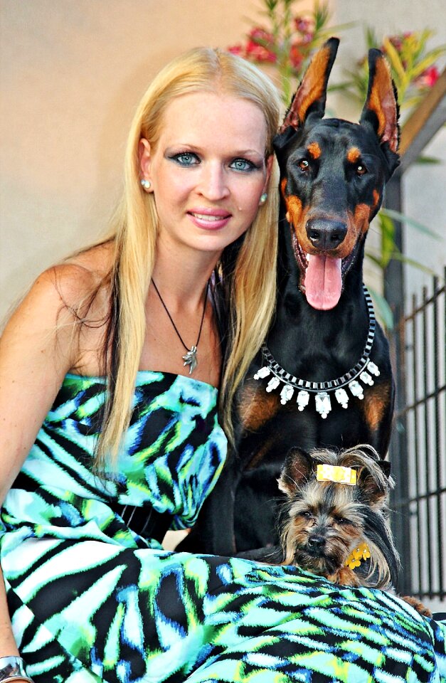 Yorkie doberman love