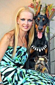 Yorkie doberman love photo