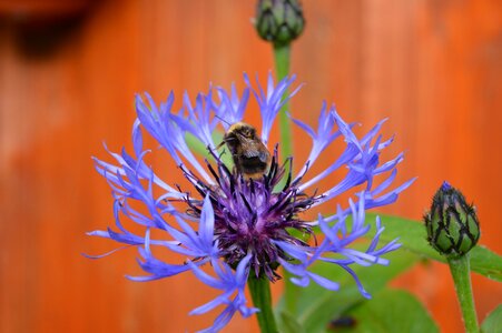 Bumble-bee orange bee