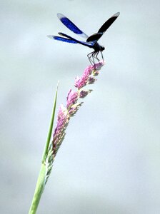 Nature river wings photo