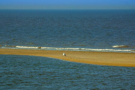North sea england lonely seagull