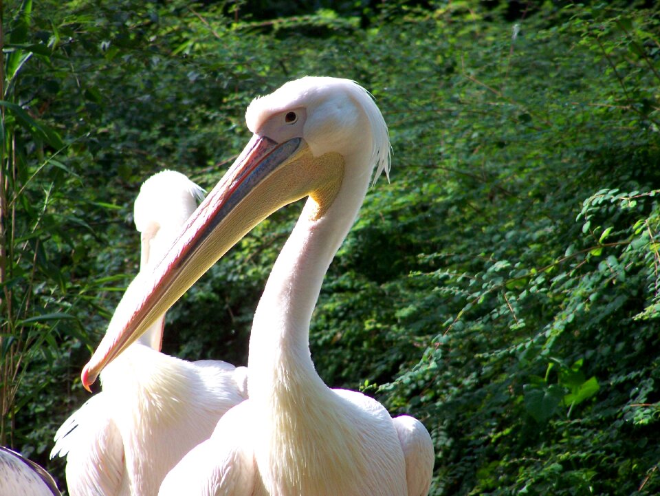 Pelican bird big bill