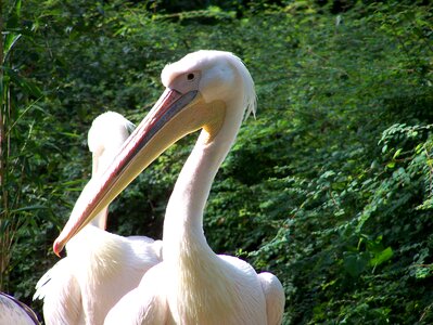 Pelican bird big bill