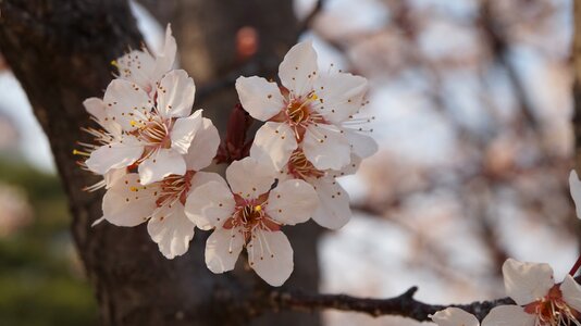 Cherry blossom flowers spring