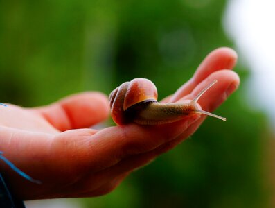 Mollusk slowly nature