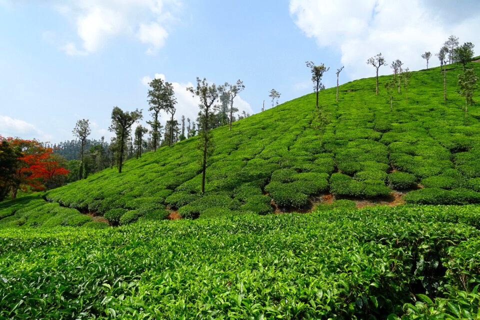 Plantation estate shree ganga